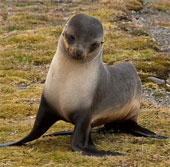 Seals stray between forests in Sweden