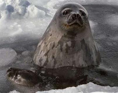 Seals - 'warriors' against terrorism