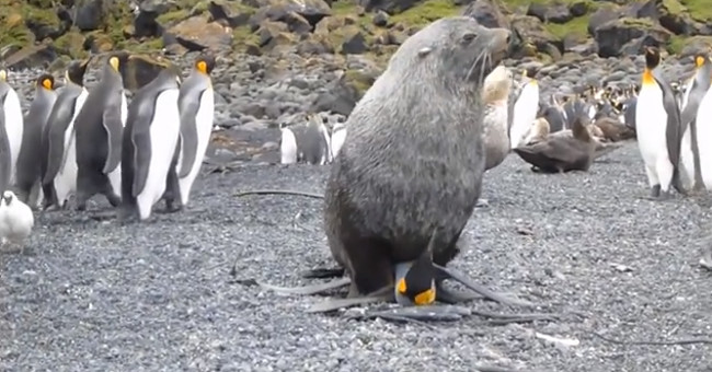 Seals with penguins - the most fruitful love of the earth appeared