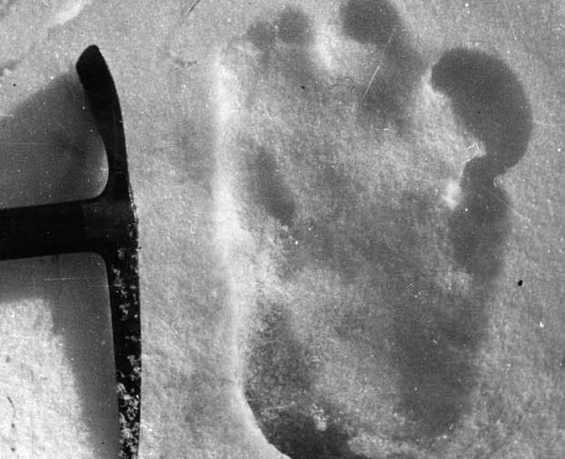 Search Bigfoot