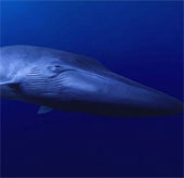 Search for the whale 'Forever Alone' most on Earth