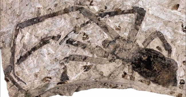 Searching for traces of giant spider monsters eating humans in ancient times