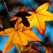 Seasonal transition makes people change 'unpredictable'