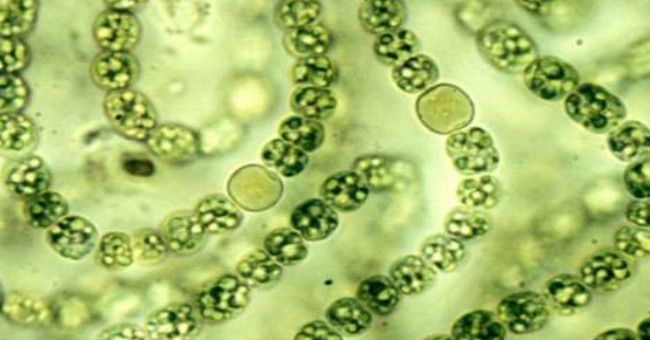 Seaweed helps cure malignant cancer
