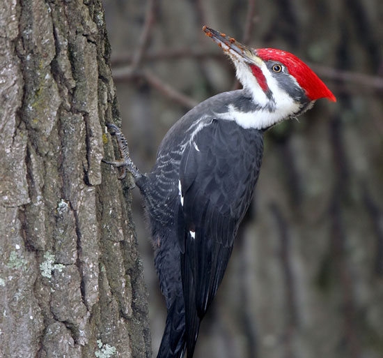 Secret bones of woodpecker heads