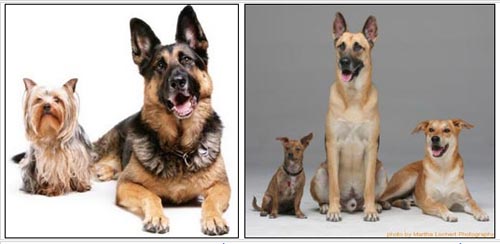 Secret decoding of diversity in dogs