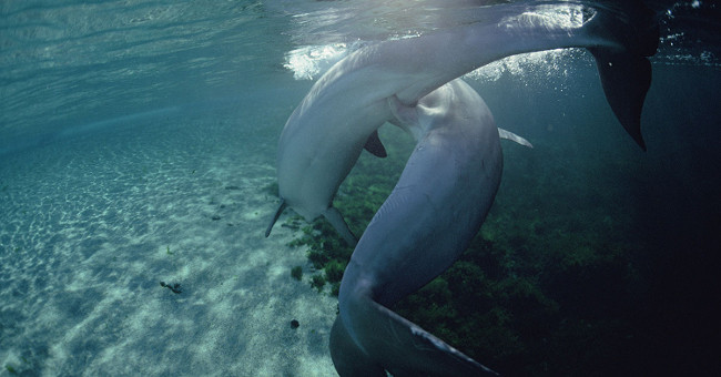 Secret female contraceptive weapons of female dolphins