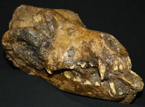 Secret from the skeleton of 3 prehistoric dogs