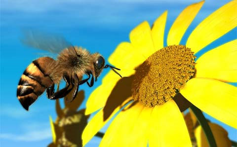 Secret weapons of insects