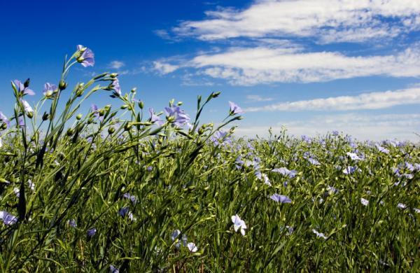 Secrets of the emergence of angiosperms