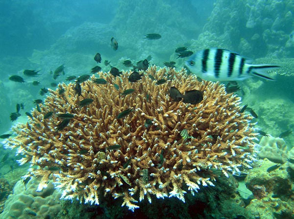 Securing the coral reef ecosystem in Phu Quoc
