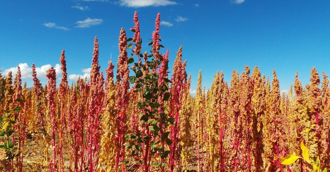 See Bolivian farmers harvesting 'golden food'