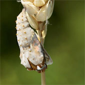 See caterpillar butterflies