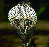 See 'deadly beauty' of poisonous snakes