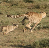 See earlobe birch leopard