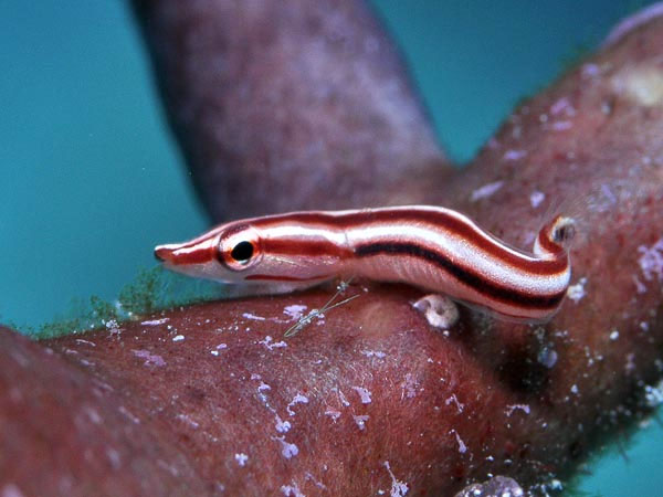 See exotic fishes in the East India coral reef