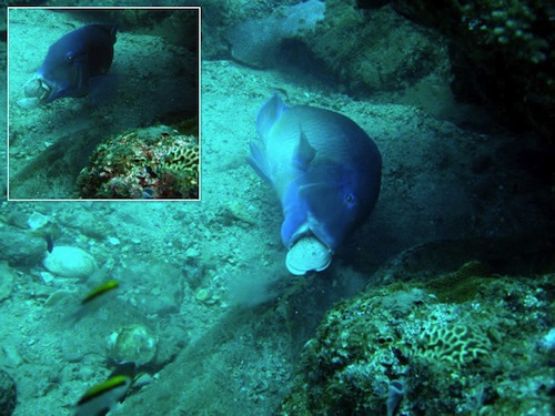 See fish using food picker tool