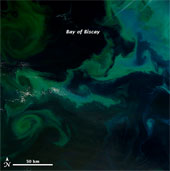 See giant algae from the universe