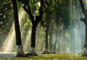 See green tree-lined streets in Hanoi