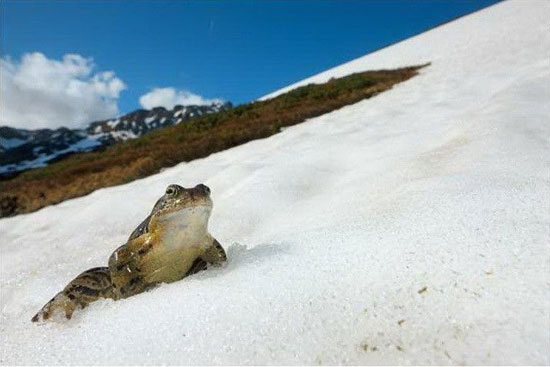See love frog on an altitude of 1.800m