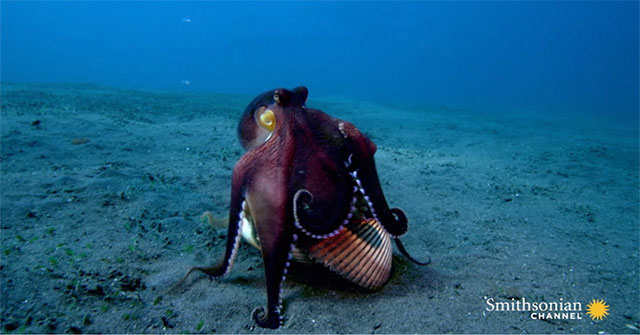 See octopus cleverly dressed as a clam to trick crabs