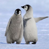 See penguins teach you how to go