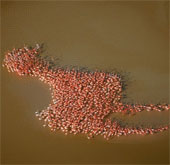 See pictures of migrant animals