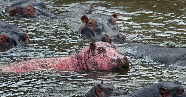 See rare pink hippos in Kenya