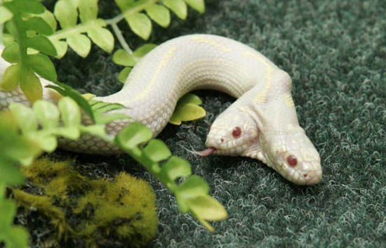 See snake head 2 albino in Ukraine