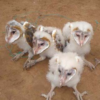 See strange monkeys in Tra Vinh