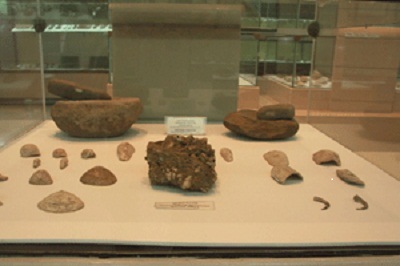 See the 5,200-year-old mollusk shell in Dong Thap Muoi