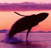 See the amazing performance of humpback whales
