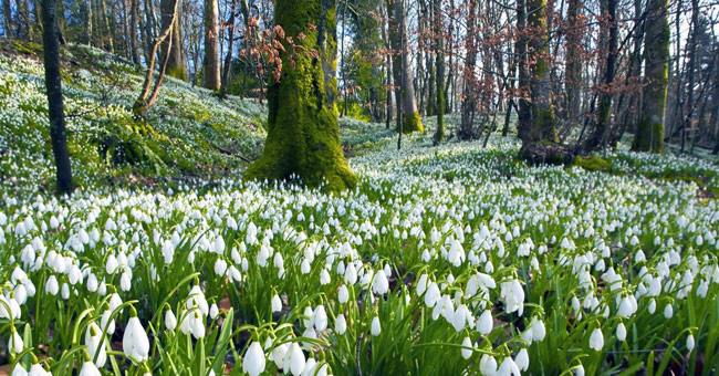 See the beauty and legendary vitality of snow-blown flowers
