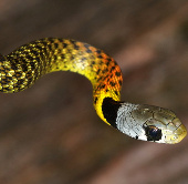 See the beauty of 'death' of the seven-color snake of Vietnam