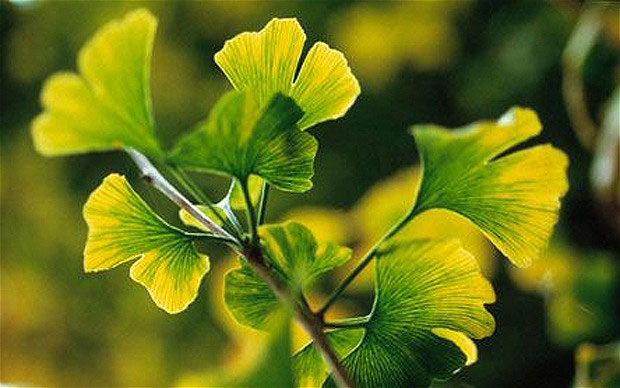 See the elders' levels in the plant world