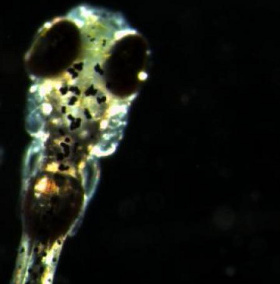 See the idea of ​​zebra fish