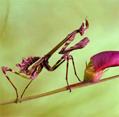 See the mantis 'smart'
