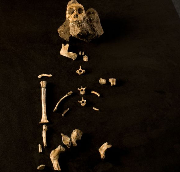 See the most intact skeleton of human ancestors