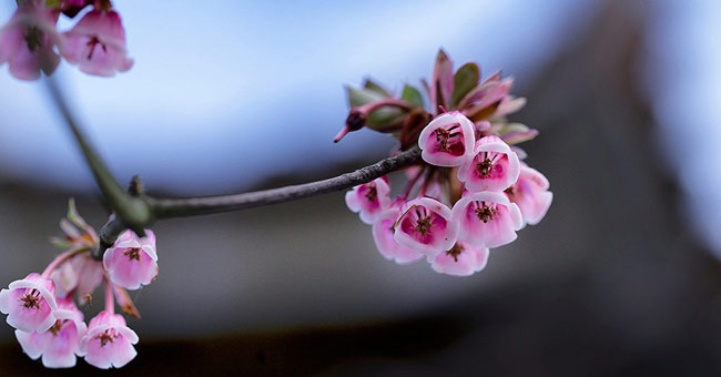See the peach blossom blossom brilliantly on top of Ba Na