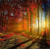 See the picturesque forest