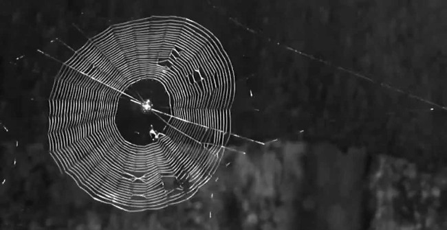 See the silk spider, you will have to recognize this is a great architect of the animal world