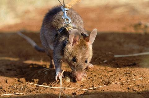 See the 'warrior' mouse mine detector