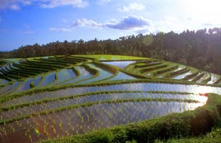 Seeds and winter-spring rice crop