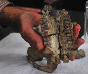 Seeing a gibbon skull fossil dating from 20 million years