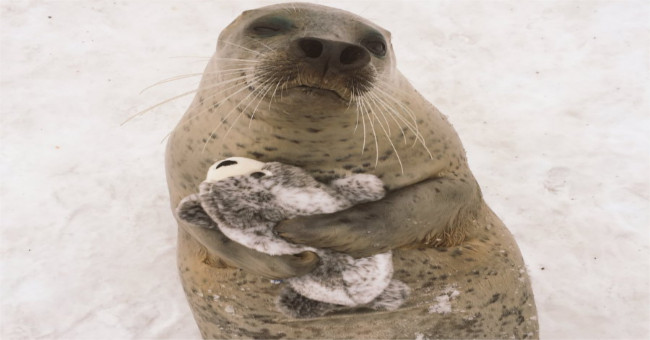 Seeing the mini version yourself, seals do surprises