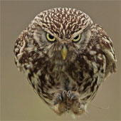 Seeing the scowl is seen as a real-life Angry Bird version