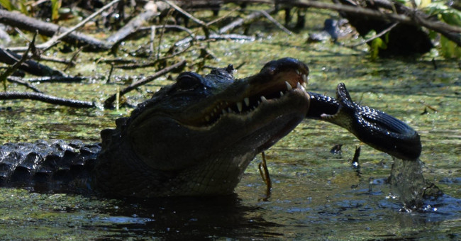 Seeing the 'terrible' snake approaching you, the mother alligator throws a destructive blow