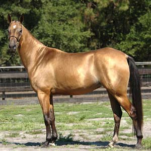 Seeing traces of horses with red sweat like blood