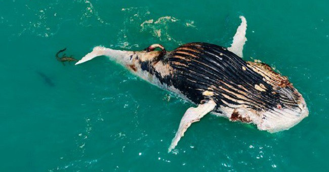 Seeing whales floating in the sea, the man approached him startled by the horrifying scene