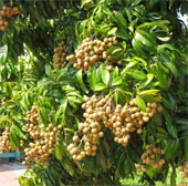 Selection of top-line labels to preserve specialty varieties